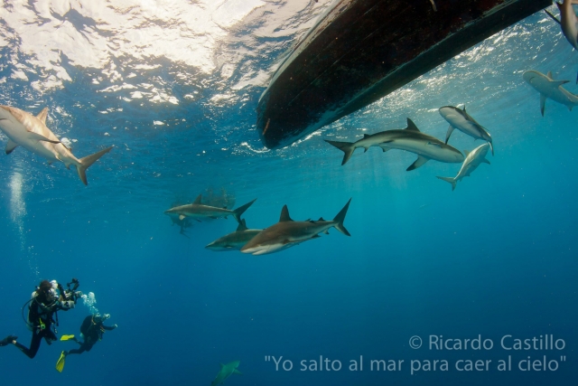 Tiburones en el oceano